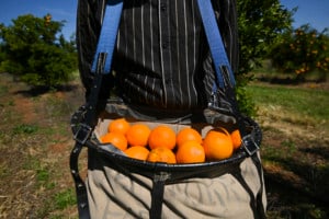 Australian horticulture's dark secret