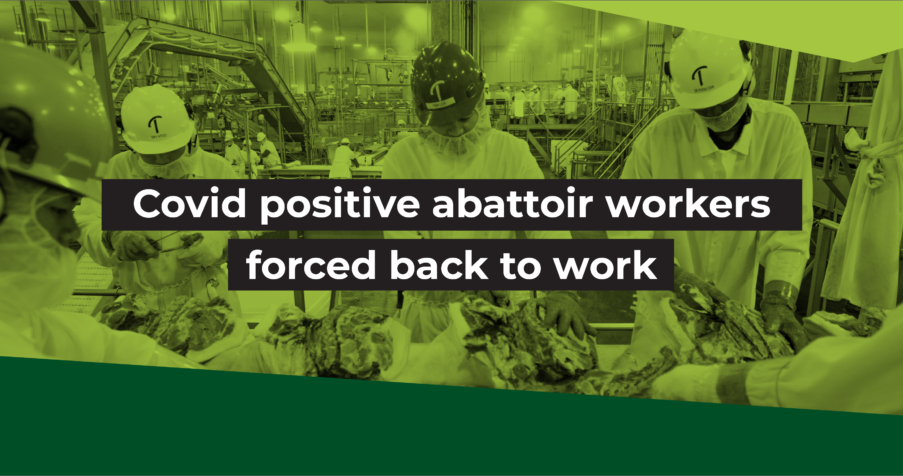 Post Thumbnail: Covid positive abattoir workers forced back to work