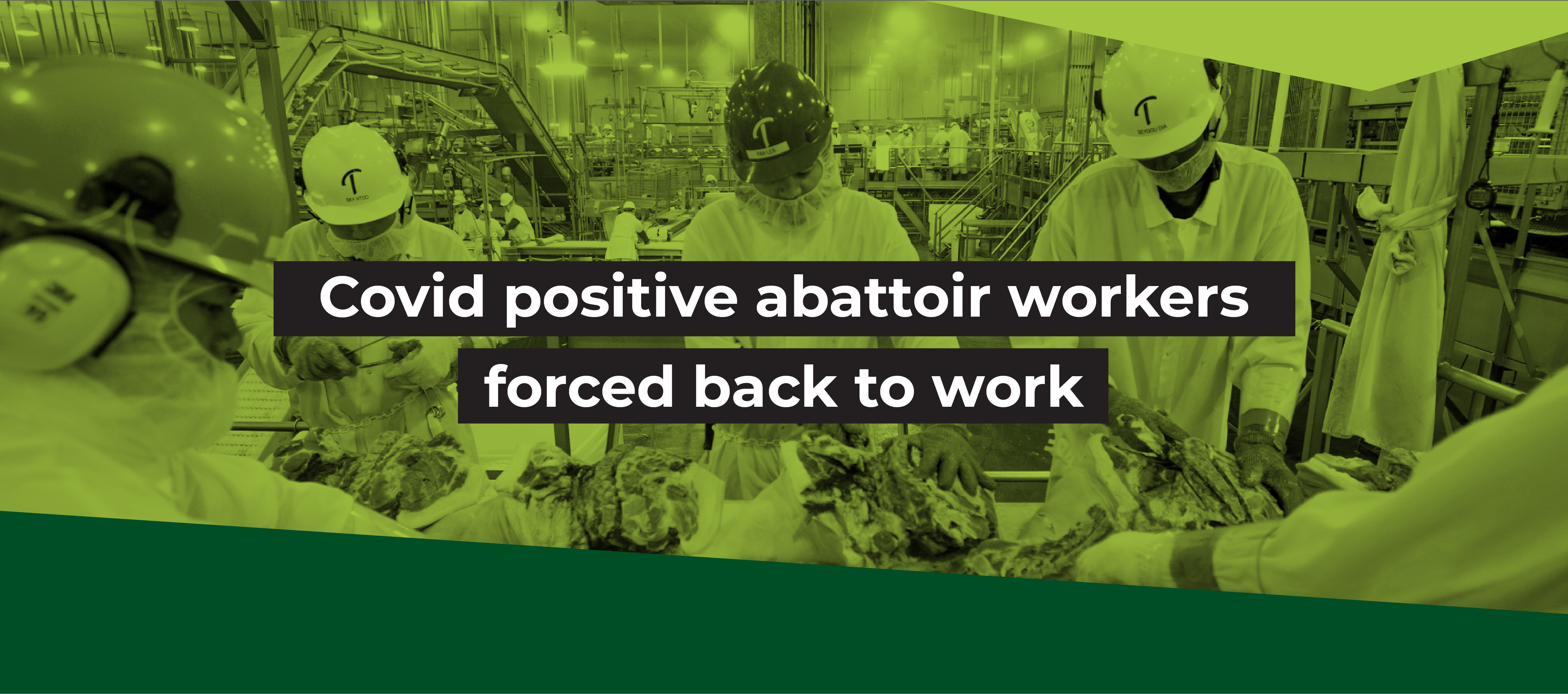 Covid positive abattoir workers forced back to work