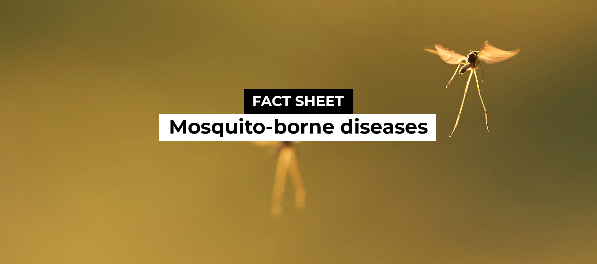 Mosquito-borne diseases